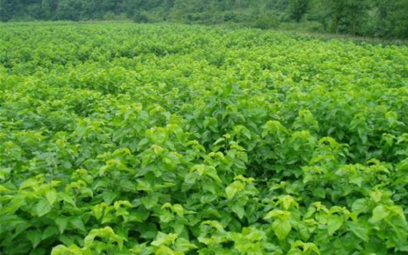 秋季养蚕的注意事项 秋季养蚕的注意事项