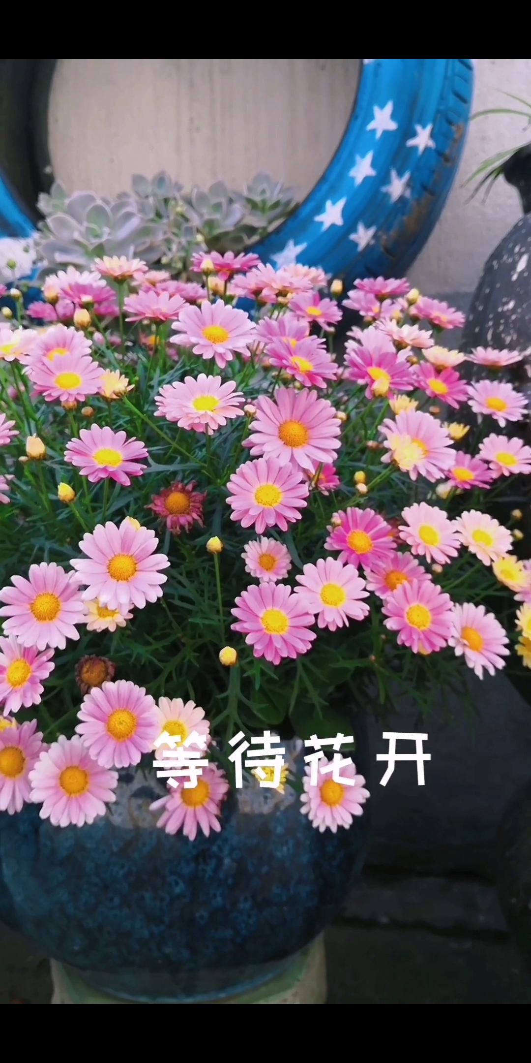 玛格丽特的春天,效能解答解释落实_游戏版121，127.12