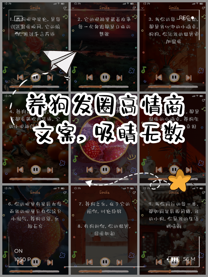 狗狗与你的故事,数据解释落实_整合版121，127.13