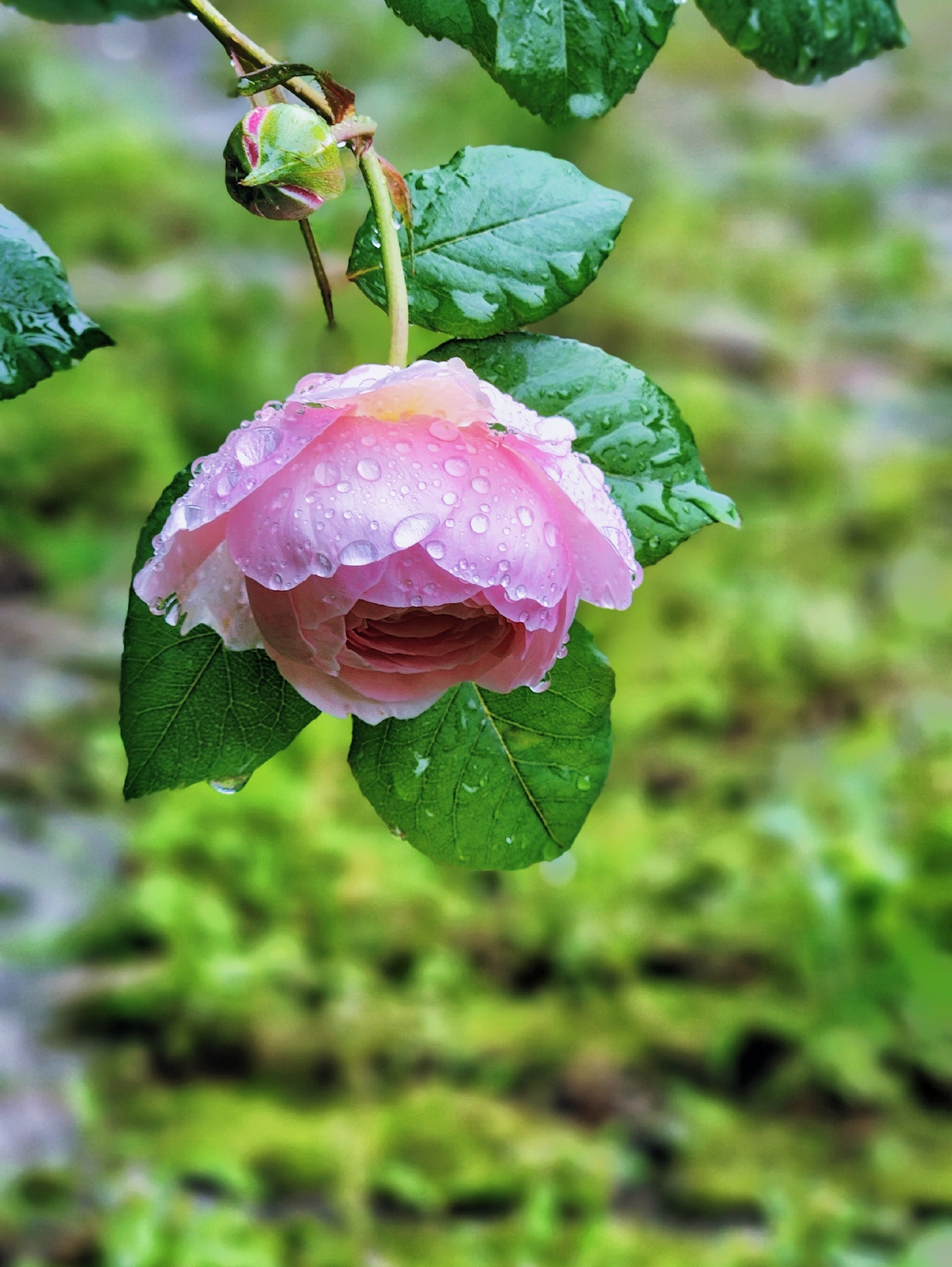 春雨在线观看高清免费