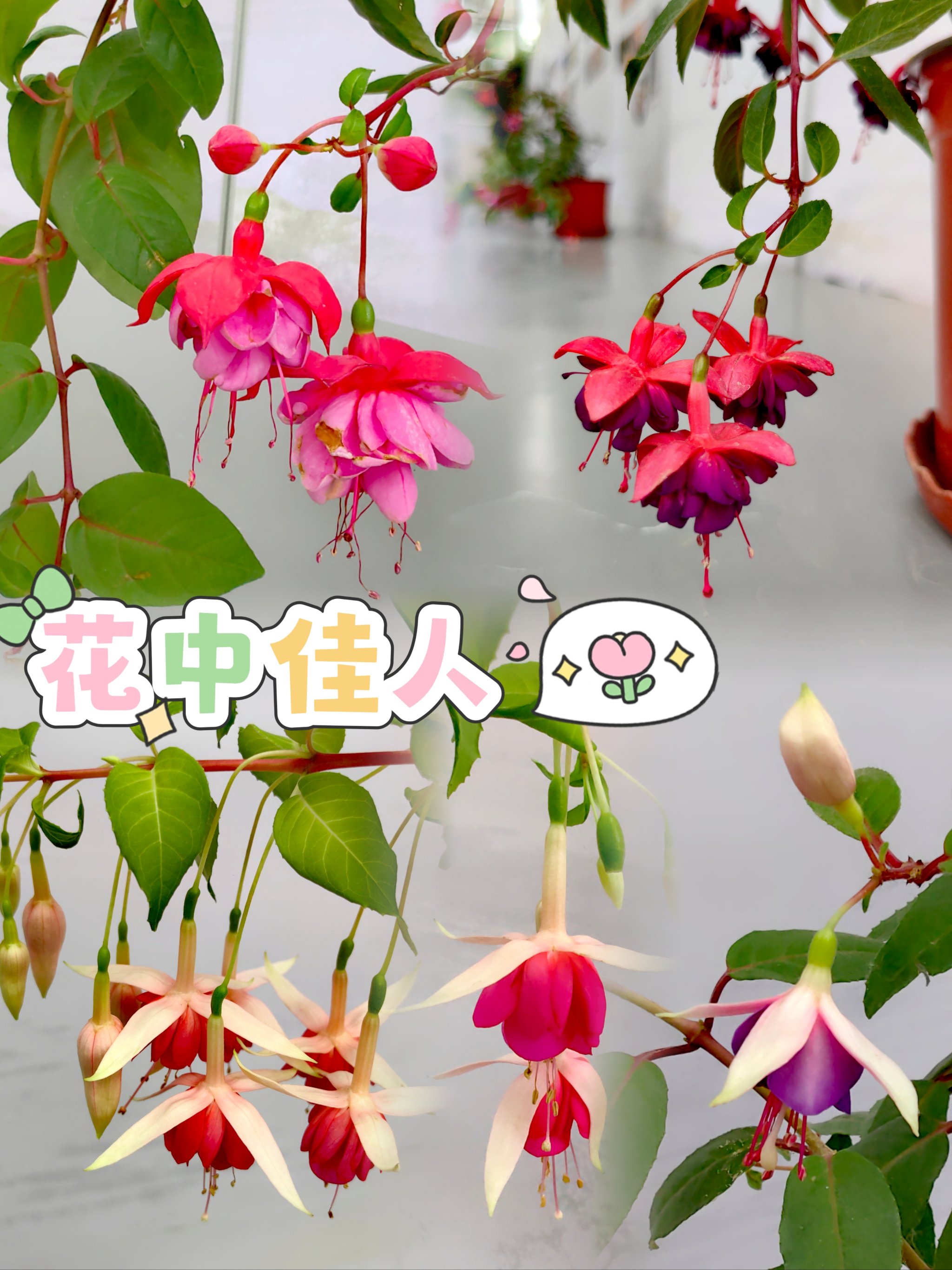 美丽佳人欧兰朵,豪华精英版79.26.45-江GO121，127.13