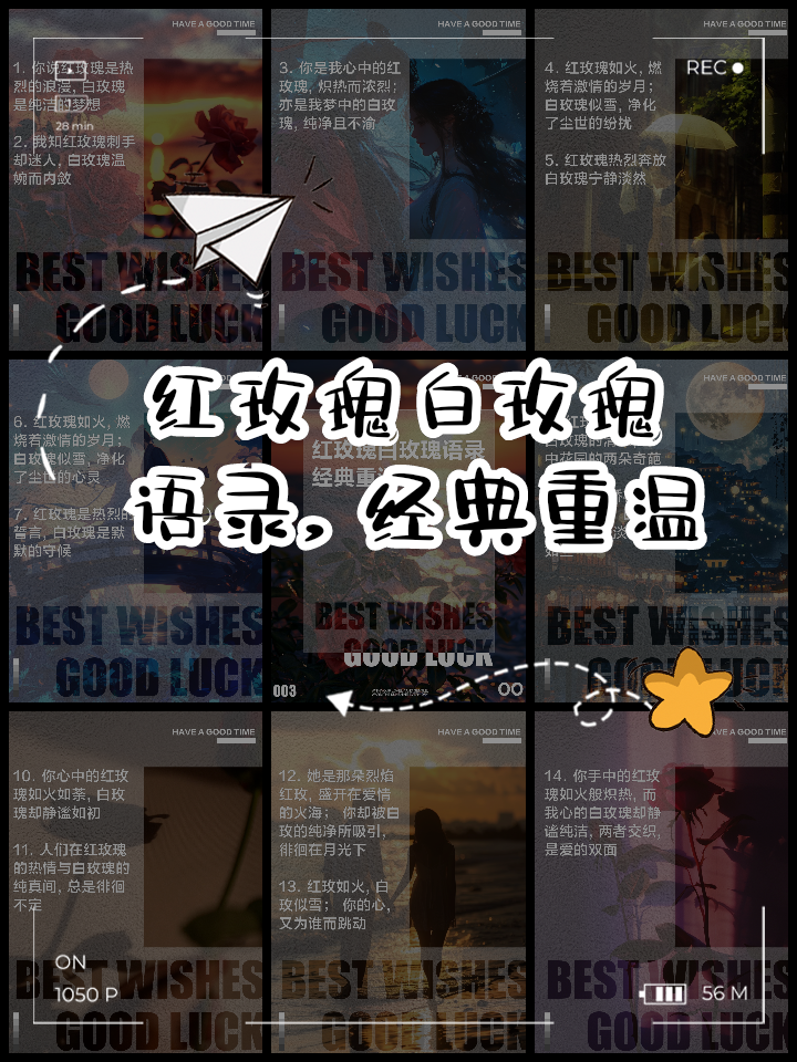 红玫瑰白玫瑰经典语录,资深解答解释落实_特别款72.21127.13.
