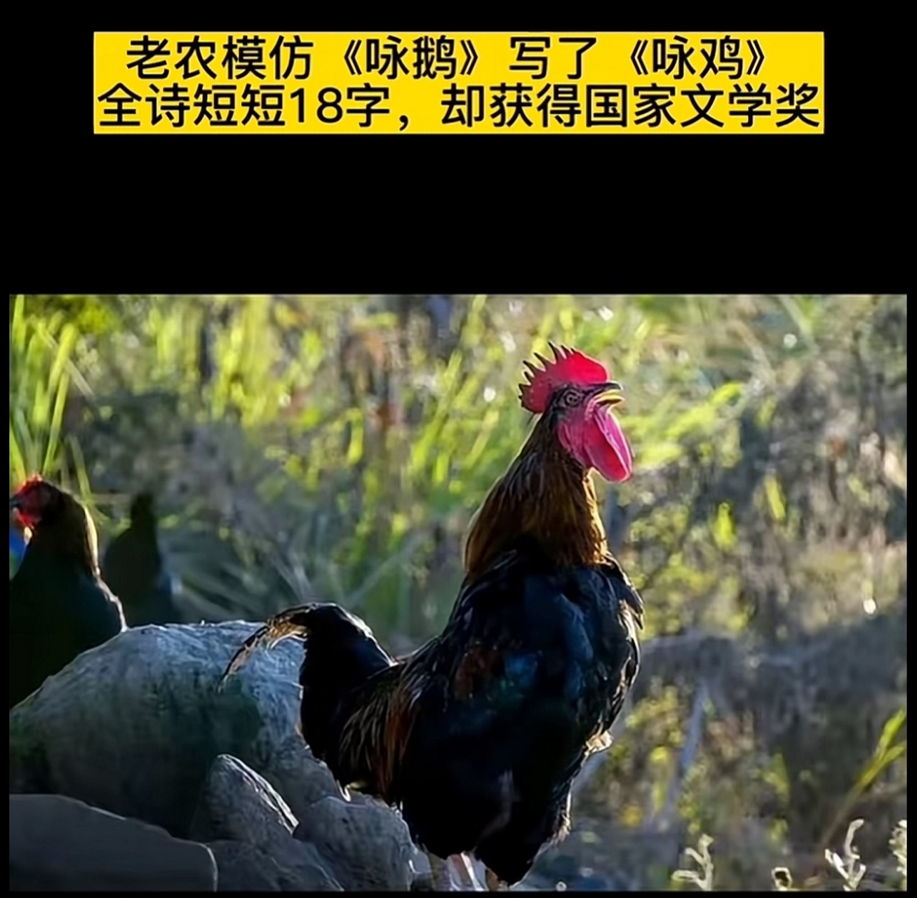 友情岁月山鸡故事,豪华精英版79.26.45-江GO121，127.13