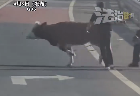 罗马环城高速影评,数据整合方案实施_投资版121，127.13