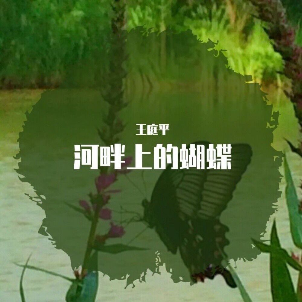黑蝴蝶的故乡,豪华精英版79.26.45-江GO121，127.13
