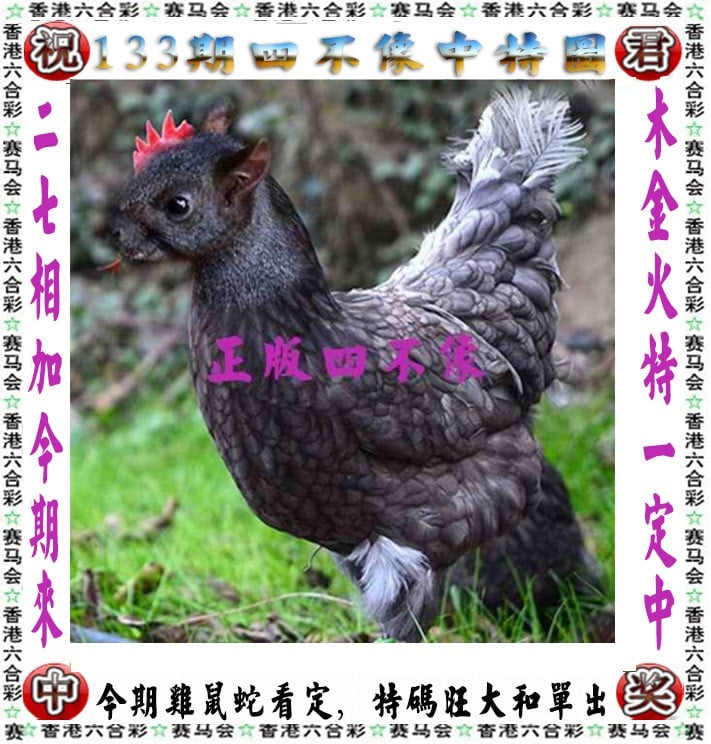 澳门小鱼儿资料查询,最新热门解析实施_精英版121，127.13