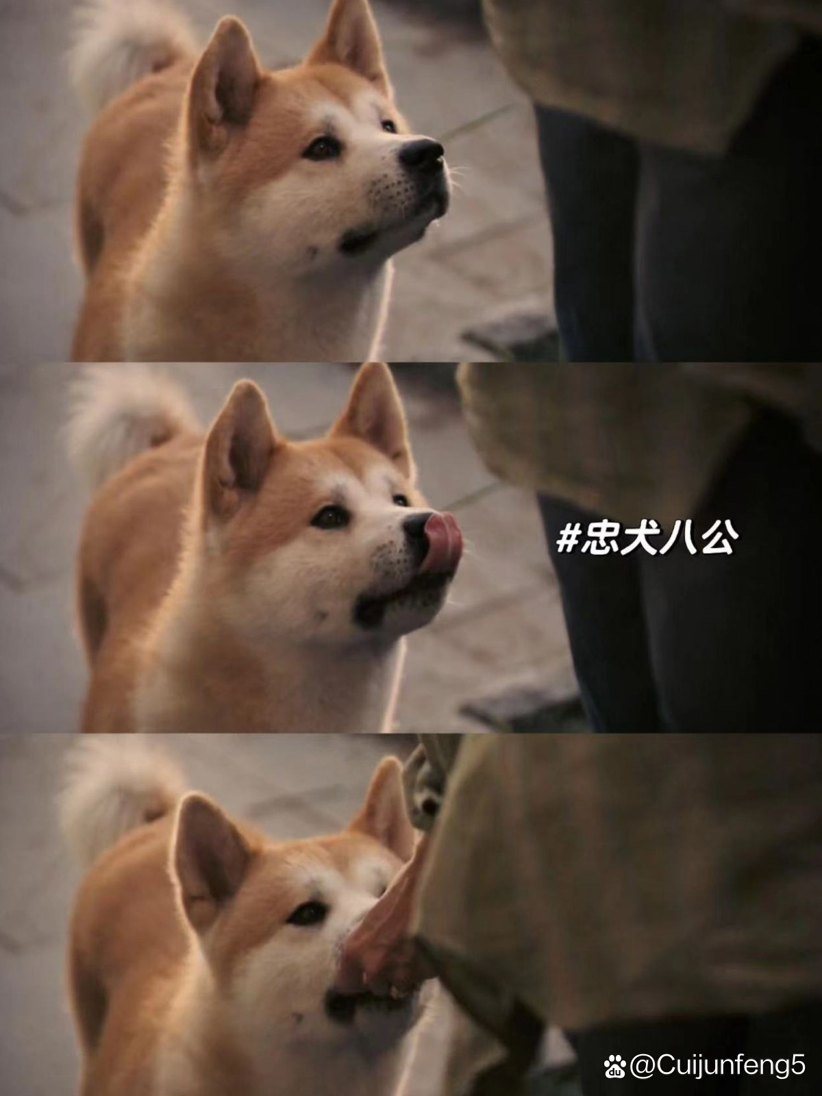 忠犬八公的故事,资深解答解释落实_特别款72.21127.13.