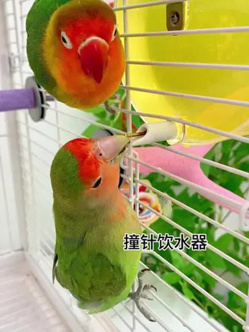 新澳今天最新消息和鹦鹉开饮水器喝水与鹦鹉开饮水器喝水好吗