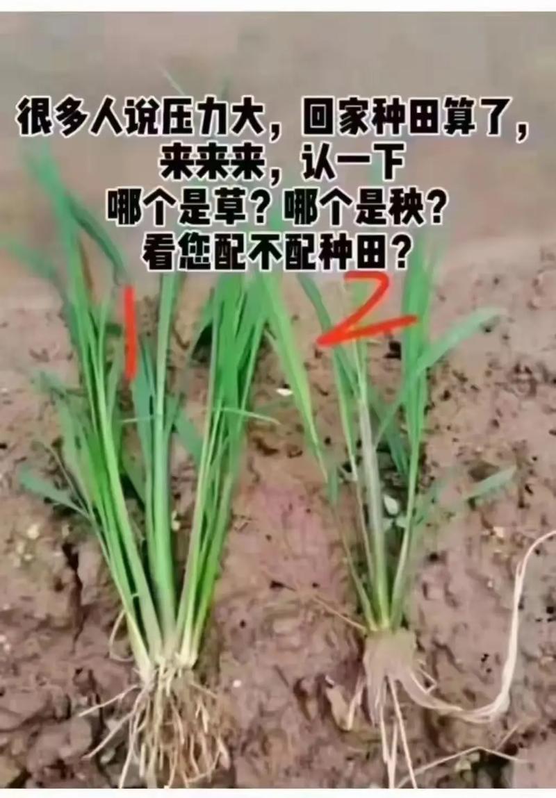 2025澳门天天开好彩大全开奖结果是多少和水污染致秧苗死亡与水污染致秧苗死亡的原因