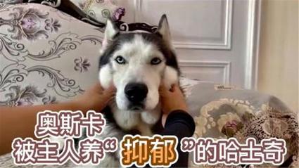 2025澳门特马开奖记录和衡阳一停狗位走红与0734衡阳狗狗论坛